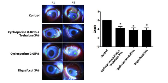 토끼 BAC 유발 안구건조증 모델에서 사이클로스포린 + 트레할로스 복 합점안제의 각막 보호 효능 (*p<0.05)