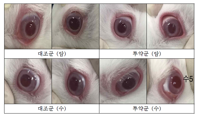 투여 14일 후 대조군, 투약군의 안구 사진