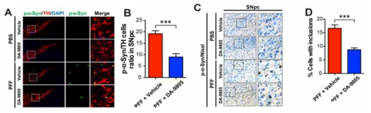 α-Synuclein PFF-induced LB-like pathology is reduced by DA-9805 treatment in vivo. (A) Representative immunostaining for p-α-synuclein (green) and TH (red) in SNpc. (B) Quantification of SNpc regional neurons containing p-α-synuclein-immunoreactive inclusions for each treatment group. Percentage of SNpc TH neurons with p-αα-synuclein positive inclusion. (C) Representative immunohistochemistry for p-α-synuclein in the SNpc of the ventral midbrain. (D) Quantification of the SNpc neurons with p-αα-synuclein positive inclusions. Error bars represent 11 the mean ± S.E.M, n=5 mice per groups. Student’