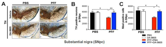 DA-9805 restores α-synuclein PFFs-induced dopaminergic neurodegeneration (A) Representative photomicrographs from coronal mesencephalon sections containing TH-positive neurons in PBS and α-synuclein PFFs stereotaxic injected mice treated with vehicle or DA-9805. (B) Stereology counts of TH and (C) Nissl-positive neurons in the SNpc region. Unbiased sterologic counting was performed in SNpc region. Error bars represent the mean ± S.E.M, n=4-5 mice per groups. One-way ANOVA was used for statistical analysis followed by Newman-Keuls Multiple Comparison Test. *P < 0.05, **P < 0.01, ***P < 0.001