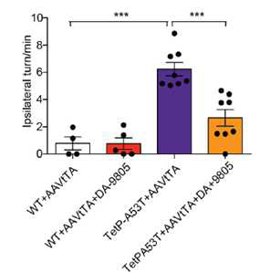 DA-9805 treatment rescues amphetamine-induced rotational behavior in TetP-hA53T α-syn mice. Amphetamineinduced ipsilateral rotations performed at 6-month post-injections in AAV1-tTA-injected WT and TetP-hA53T α-syn mice treated with DA-9805 or vehicle (n = 4 to 8 mice per group). All the mice received amphetamine at a dose of 5 mg/kg of body weight administered intraperitonially. The mice were placed into a white paper cylinder of 20-cm diameter and monitored for 30 minutes. The behavior of mice was recorded for at least 5 minutes between 20 to 30 min following amphetamine administration. Full body ipsilateral rotations (clockwise) were counted for each mouse from the video recordings. Statistical significance was determined by 1-way ANOVA with Sidak’ posttest of multiple comparisons. The data are presented as the mean ± s.e.m. ***p<0.001