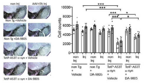 DA-9805 treatment reduces the loss of DA neurons in the SNpc of TetP-hA53T α-syn mice. (A) Representative TH-immunostaining of midbrain sections from AAV1-tTA-injected WT and TetP-hA53T α-syn mice treated with vehicle or DA-9805 at 6-month post injections. (B) Stereological assessments TH and Nissl positive neurons in SNpc of AAV1-tTA-injected WT and TetP-hA53T α-syn mice treated with vehicle or DA-9805 (n = 5 to 6 mice per group). Statistical significance was determined by 1-way ANOVA with Sidak’ posttest of multiple comparisons. The data are presented as the mean ± s.e.m. ***p<0.001, *p<0.05