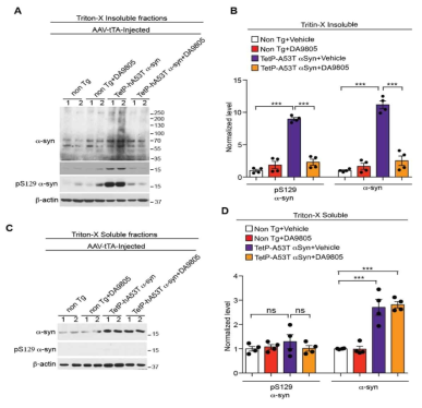 DA9805 treatment prevents α-synuclein pathology in TetP-hA53T α-syn mice. (A and B) Representative immunoblots of α-syn, pS129 α-syn and β-actin in the (A) detergent insoluble and (C) detergent soluble fractions of ventral midbrain lysates from AAV-tTA-injected non Tg and TetP-hA53T α-syn mice treated with vehicle or DA-9805 at 6-month post injections. (C and D) Quantifications of pS129 α-syn and α-syn monomer normalized to β-actin in the panel A and C. Statistical significance was determined by 1-way ANOVA with Sidak’s posttest of multiple comparisons. The data are presented as the mean ± s.e.m. ***p<0.001, ns, not significant