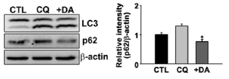 DA-9805 relieves autophagy impairment induced by chloroquine (CQ)