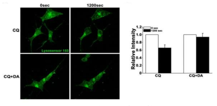 DA-9805 induces re-acidification of lysosomes