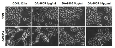 DA-9805 protects 6-OHDA-induced cell shrinkage