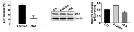 DA-9805 protects 6-OHDA-induced cell death via autophagy activation