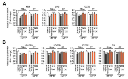 DA-9805 normalized the mRNA levels of mitochondria OXPHOS subunits in the SNpc and the striatum in an MPTP-induced subacute PD model mice