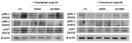 DA-9805 relieved the blockage of insulin signaling induced by ER stress in SH-SY5Y cells. Western blots of insulin signaling molecules