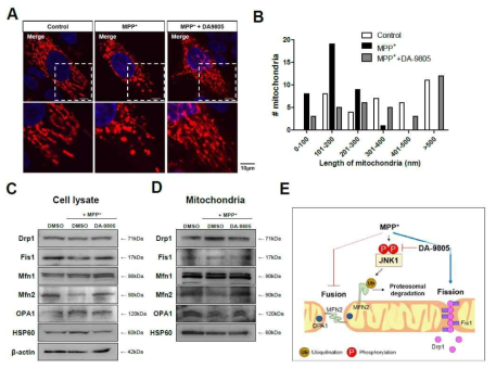 Effects of DA-9805 on mitochondrial fragmentation in SH-SY5Y cells
