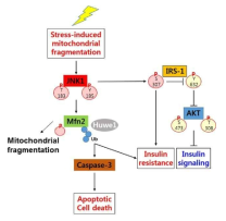 The role of JNK1 in mitochondrial fragmentation and insulin signaling pathway