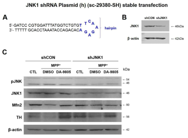 TH and Mfn2 expression in shJNK1 MPP+-treated cells