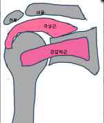 어깨관절을 이루고 있는 뼈와 그 사이에 지나가는 회전근육
