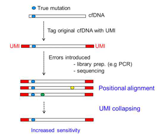 UMI 사용을 통한 variant detection sensitivity 향상