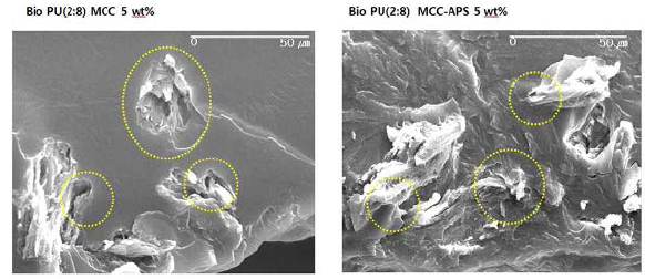 MCC 및 MCC-APS의 PU내 결합 형상 SEM 결과