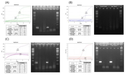 Dengue type 1-4에 대한 Direct RT-PCR과 QIAgen RNA kit 추출 RT-PCR 비교 (A) Dengue 1, (B) Dengue 2, (C) Dengue 3, (D) Dengue 4