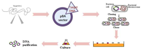 SFTS 바이러스 S segment DNA 표준물질 구축