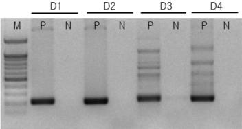 유전체를 이용한 PCR 증폭확인 시험 결과
