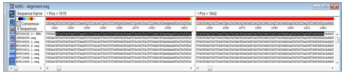 MERS ORF1a genome alignment 비교 결과