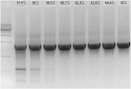 Bst DNA Polymerase 유전체 확보를 위한 PCR 결과