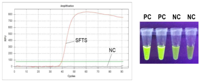 SFTS(M) LAMP Primer 효능시험 SFTS : SFTS virus 추출 RNA NC : Negative control