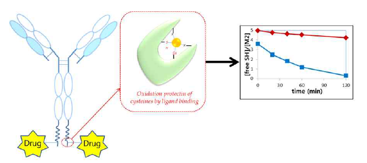 NexMabTM 의 기본 구조. 리간드의 결합 유무에 따른 가속 산화조건에서의 free cysteine의 reactivity 비교