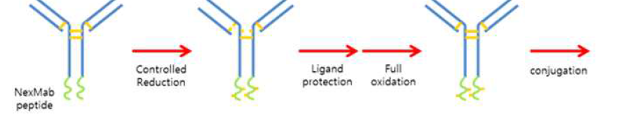 NexMabTM 항체 변이체 기술을 이용한 약물의 위치 선택적 접합 방식