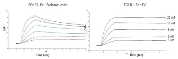 SPR(Biacore)를 이용하여 측정한 folate receptor와 farletuzumab, FV 항체와의 binding affinity 측정