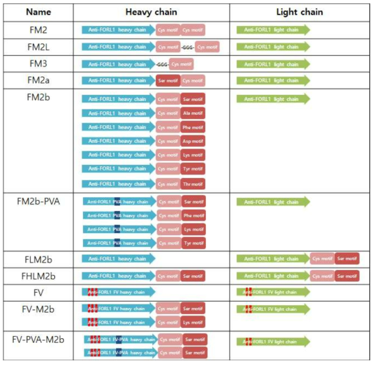 NexMab 기술을 이용하여 anti-folate receptor 항체의 C-말단에 ligand protection되는 펩타이드 모티프가 도입된 항체 변이체의 모식도