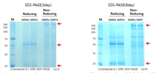 FM2b-K의 transient transfection 이후 3일차 및 6일차에서의 발현 SDS-PAGE 확인