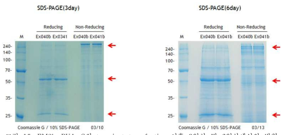 FM2b-PVA-S의 transient transfection 이후 3일차 및 6일차에서의 발현 SDS-PAGE 확인