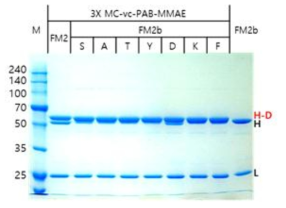 Maleimide를 사용한 Conjugate 시료의 SDS-PAGE-analysis