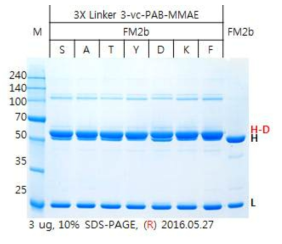 Linker-3을 사용한 Conjugate 시료의 SDS-PAGE-analysis