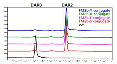 Maleimide를 이용한 각 항체 변이체별 Conjugate 시료의 HIC-Phenyl HPLC analysis