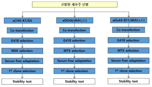 고발현 세포주 선별 과정 모식도