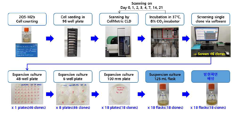 고발현 세포주 1st clone selection 과정 전개도