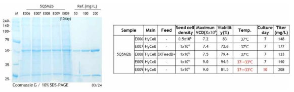 HyCell CHO에서의 배양 조건 변화에 따른 단백질 발현율 비교