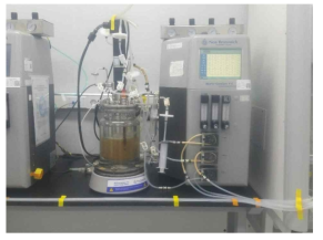 2 L bioreactor에서의 발현률 확인