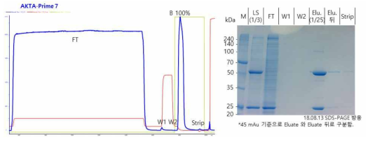 Protein A column을 이용한 2 L bioreactor 배양액 정제