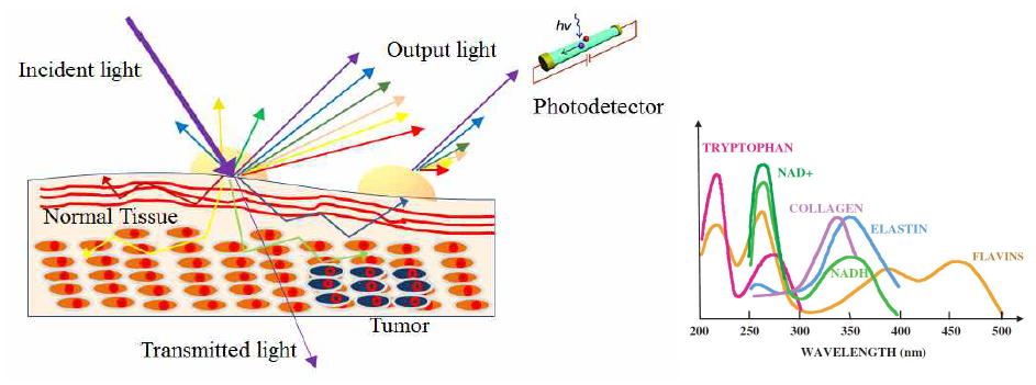광학적 생체검사 개요 (좌측) 및 인체조직별 흡수 스펙트럼 (우측)
