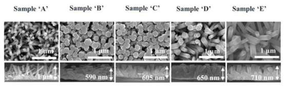 각 성장 조건별 나노로드 성장 형상 (평면 및 측면) SEM 사진