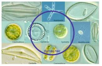 다양한 미세조류종
