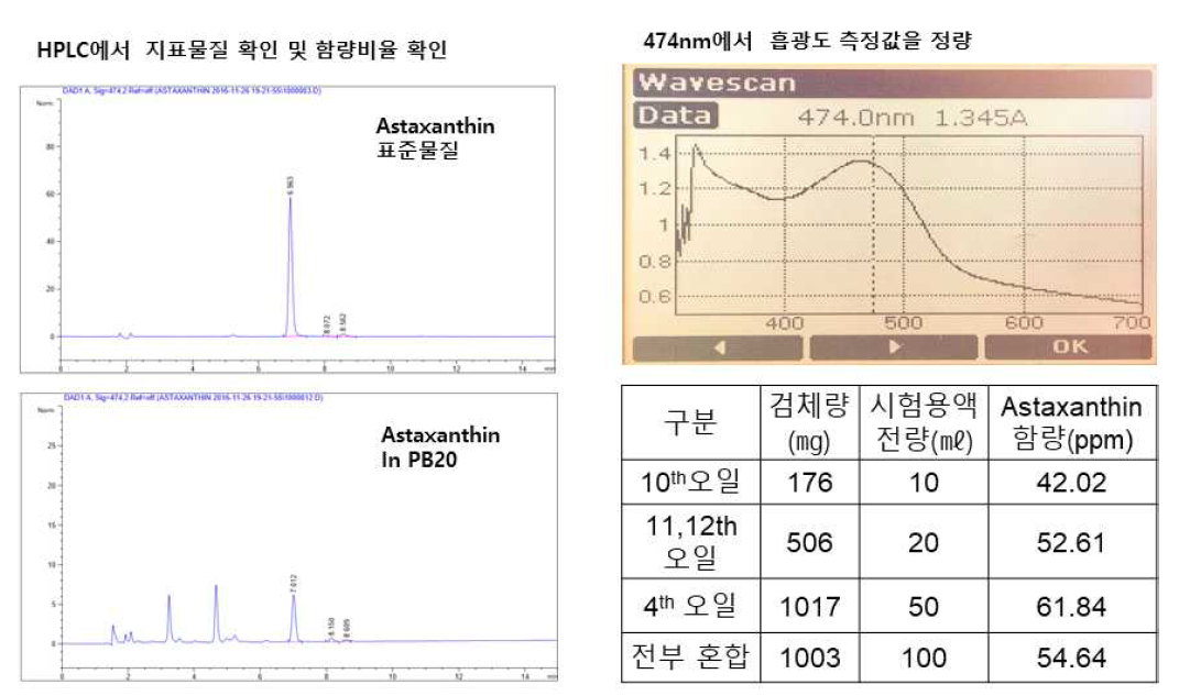 PB-20 균주 배양 결과