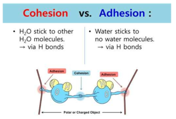 Cohesion과 Adhesion 비교