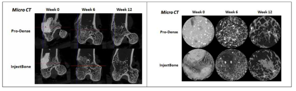 토끼 대퇴골 골결손 부위의 Micro CT 사진