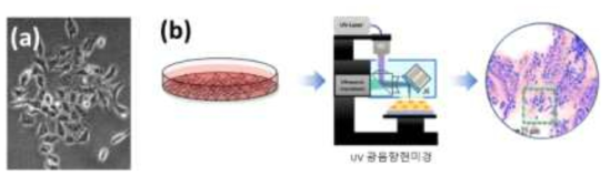 (a) HEK293A (b) 세포 이용 영상 단계