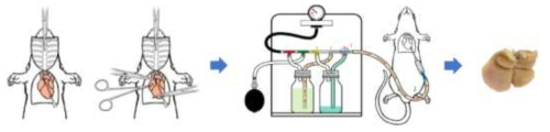 동물모델에서 관류 과정