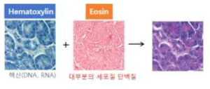 조직 상태 확인을 위한 H&E 염색