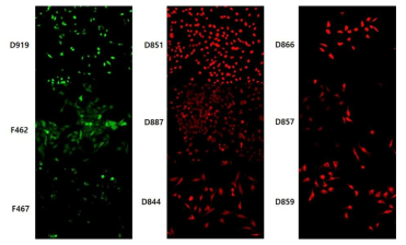 형광화합물을 이용한 파생제품 중 Live cell staining 평가 예시