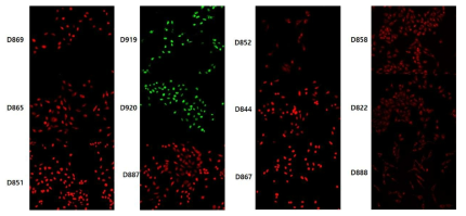 형광화합물을 이용한 파생제품 중 Fixed cell staining 평가 예시